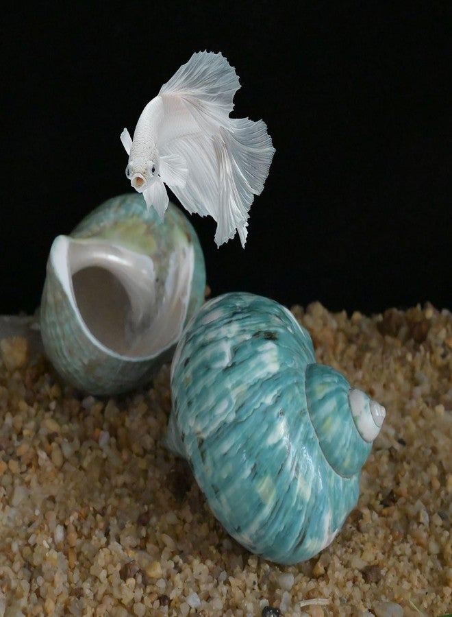 iao.v.p 2pcs XXL Hermit Crab Shells, Natural Sea Conch, Green, Polished, Coastal, Tabletop Ornaments, Holds Up to 1.9-2.2" Hermit Crab, 3.5-3.9" Length - Image 3